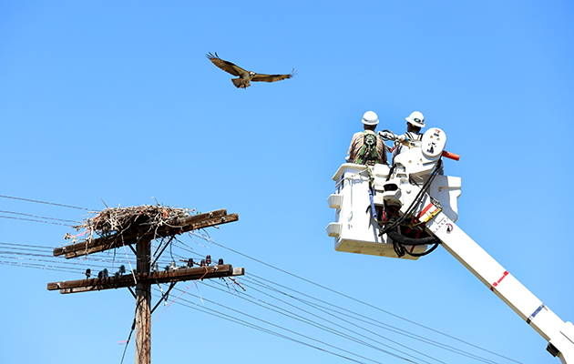 Line workers check on an osprey nest